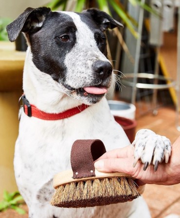 Φυτική Βούρτσα σκύλων, ECOMAX Dog Grooming Brush 15cm